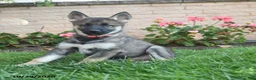 Gerberian Shepsky dogs for sale: Juno  - Ad 3