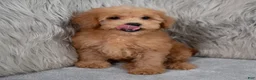 Mini Goldendoodle dogs for sale: Hank ID: 3860 - Ad 7