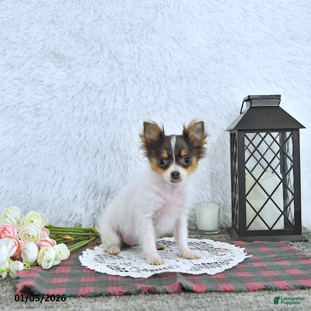 Pomeranian dogs for sale: Lilly - Ad 5