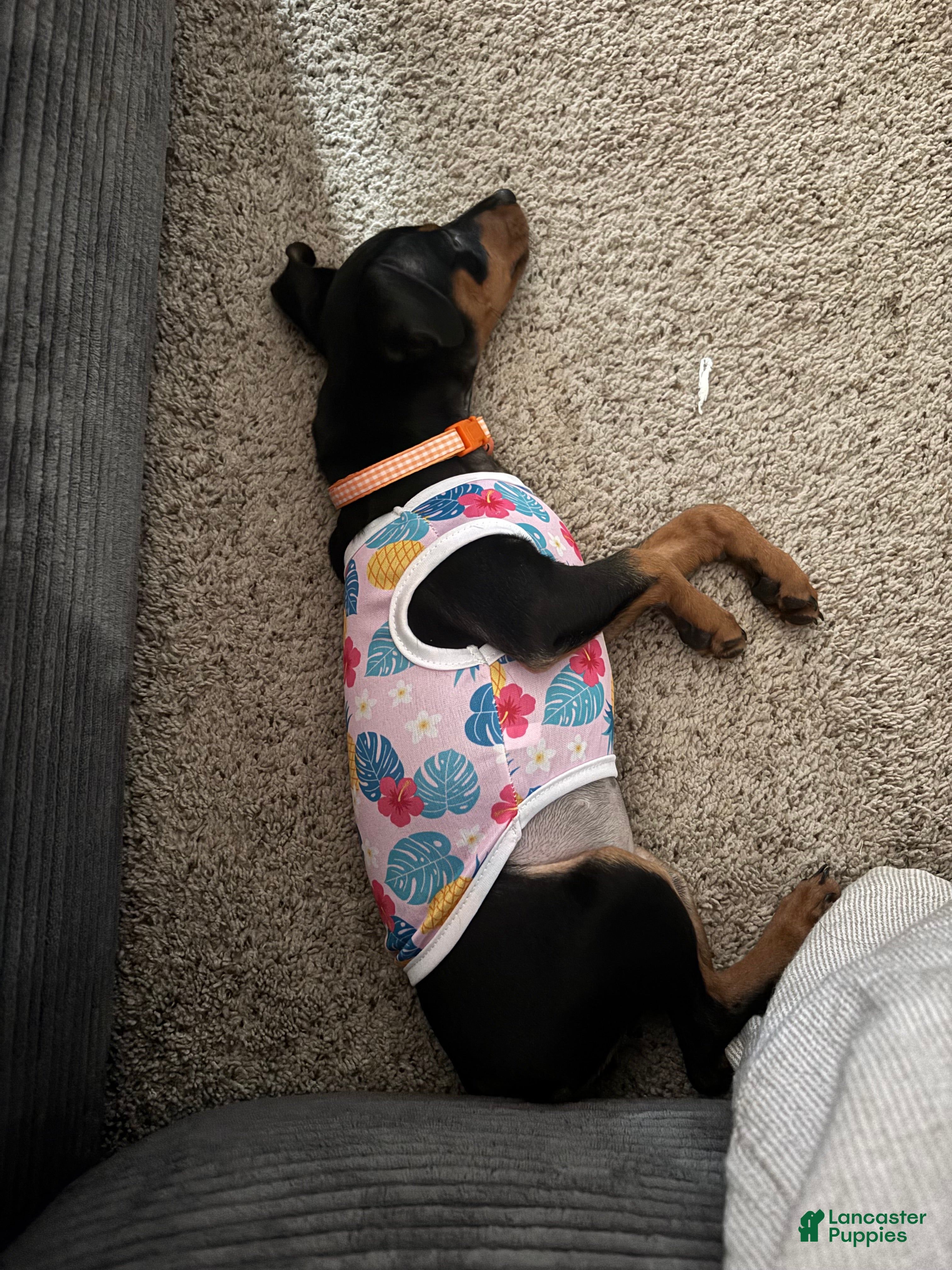 Miniature Pinscher dogs Miniature Pinscher 2 ( clementine ) - Ad 2