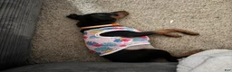 Miniature Pinscher dogs for sale: Miniature Pinscher 2 ( clementine ) - Ad 2
