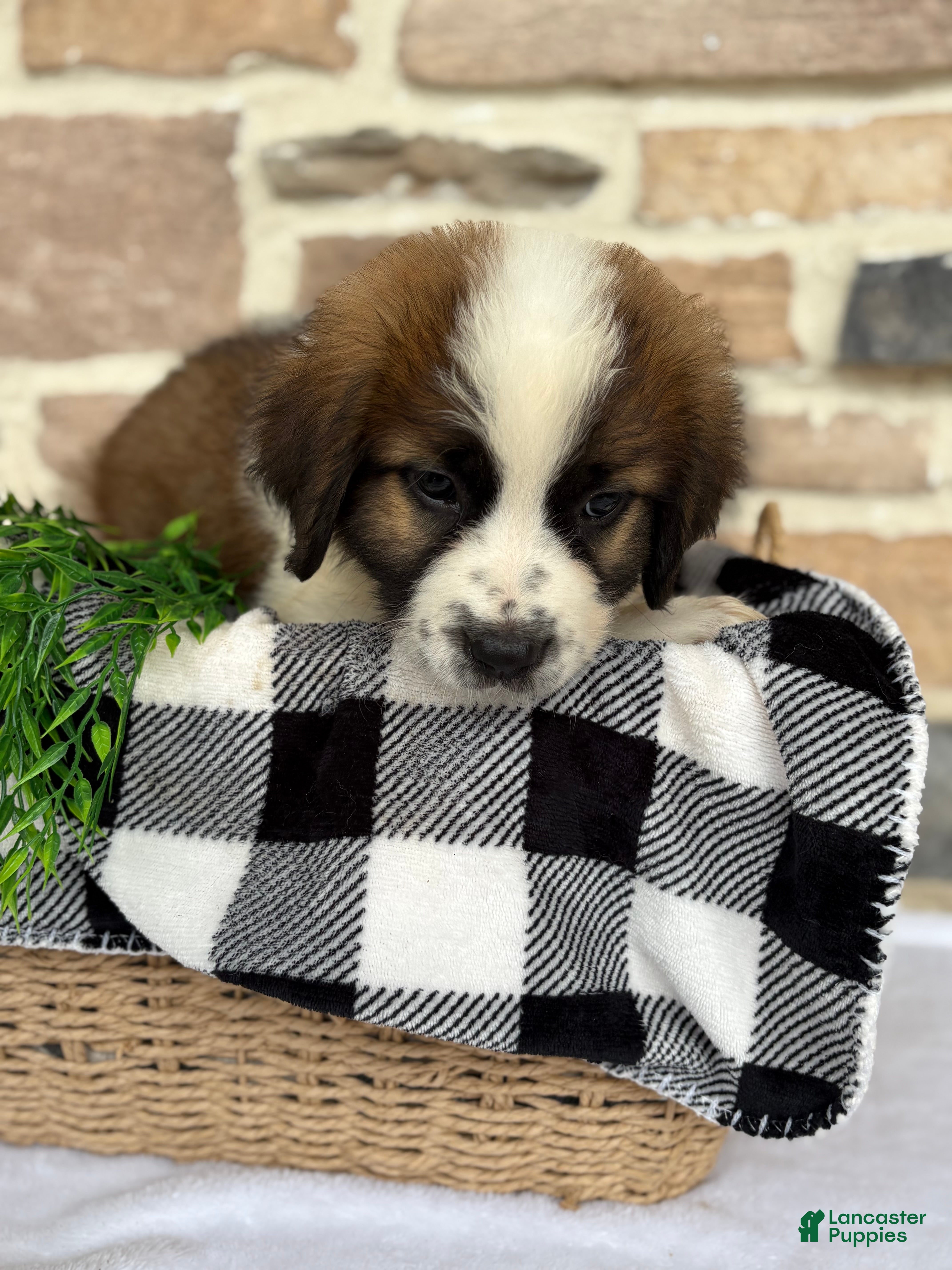 Saint Bernard dogs Tesla - Ad 2
