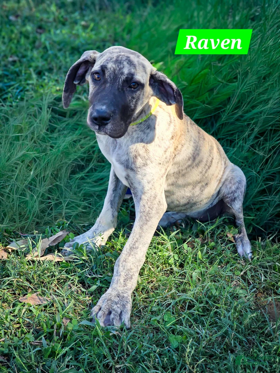 Great Dane dogs for sale: Raven - Ad 1