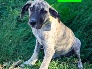 Great Dane dogs Raven - Ad 38