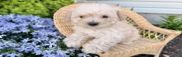 Bichpoo dogs for sale: Miley  - Ad 1