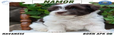 Namor