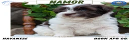 Havanese dogs for sale: Namor - Ad 1