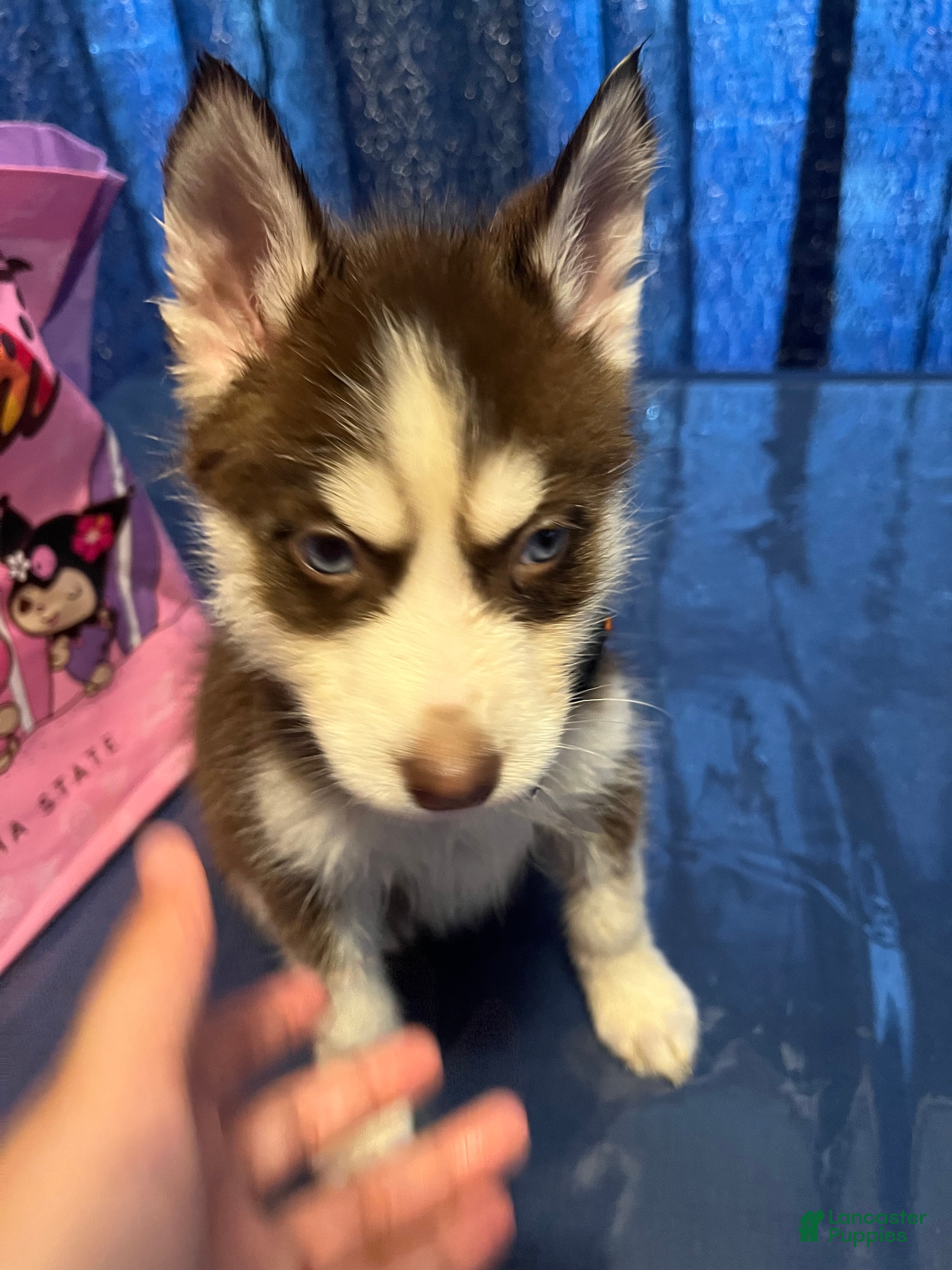 Siberian Husky dogs Siberian Husky Puppy 1 - Ad 2