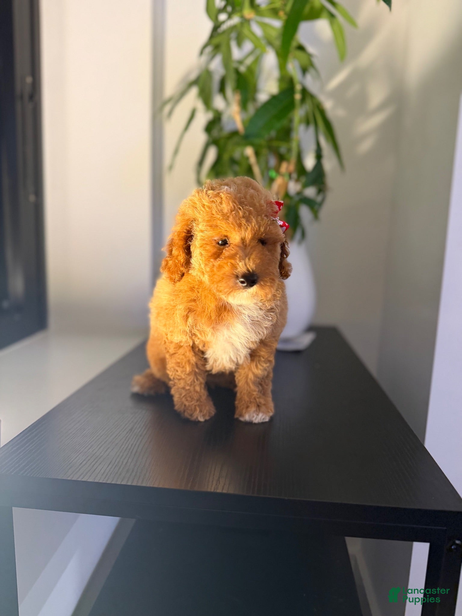 Toy Poodle dogs for sale: Tootsie - Ad 1