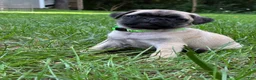 Pug dogs for sale: Harlo - Ad 7