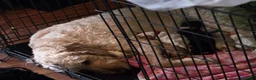 Goldendoodle dogs for sale: Miss Pink - Ad 8