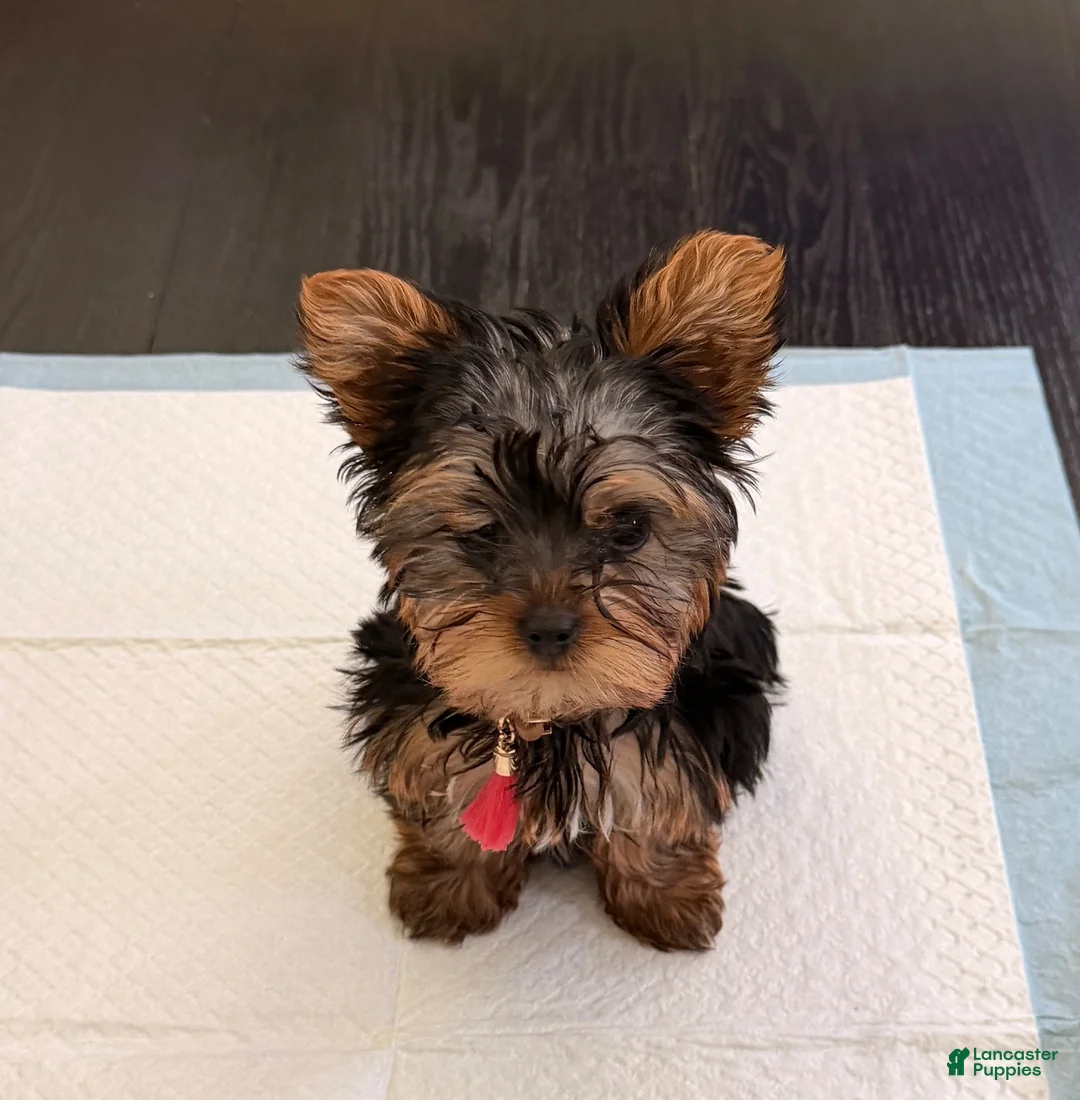 Yorkshire Terrier dogs for sale: Yorkshire Terrier 2 - Ad 3