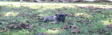 *SOLD* Acorn -male- 