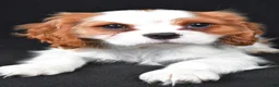 Cavalier King Charles Spaniel dogs for sale: Thomas - Ad 3