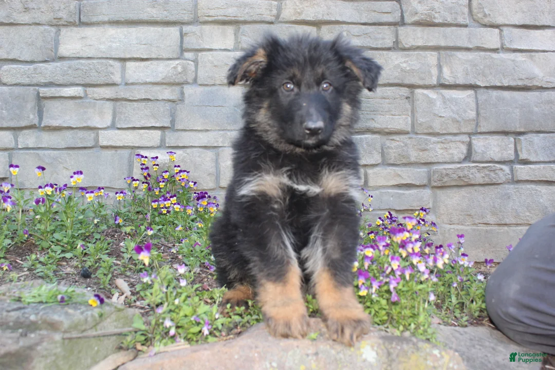 German Shepherd dogs for sale: Dominic  - Ad 2