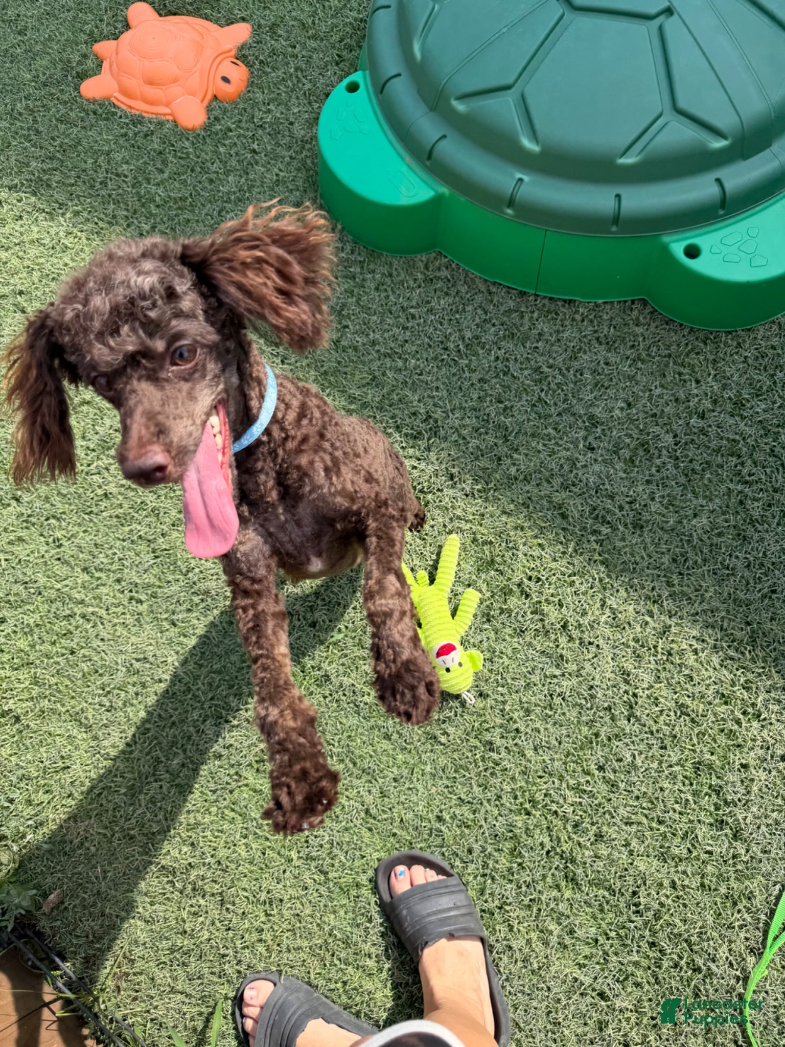 Miniature Poodle dogs for sale: Akc Clear Chocolate Phantom Animal Genetics tested - Ad 2