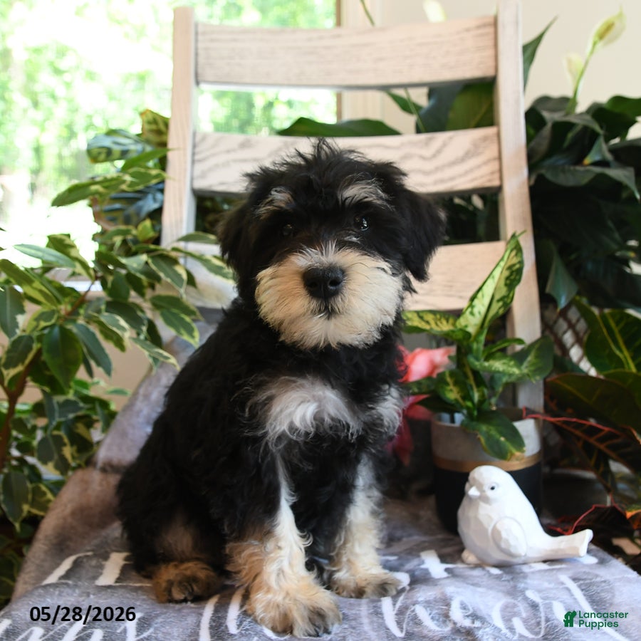 Miniature Schnauzer dogs Max - Ad 1