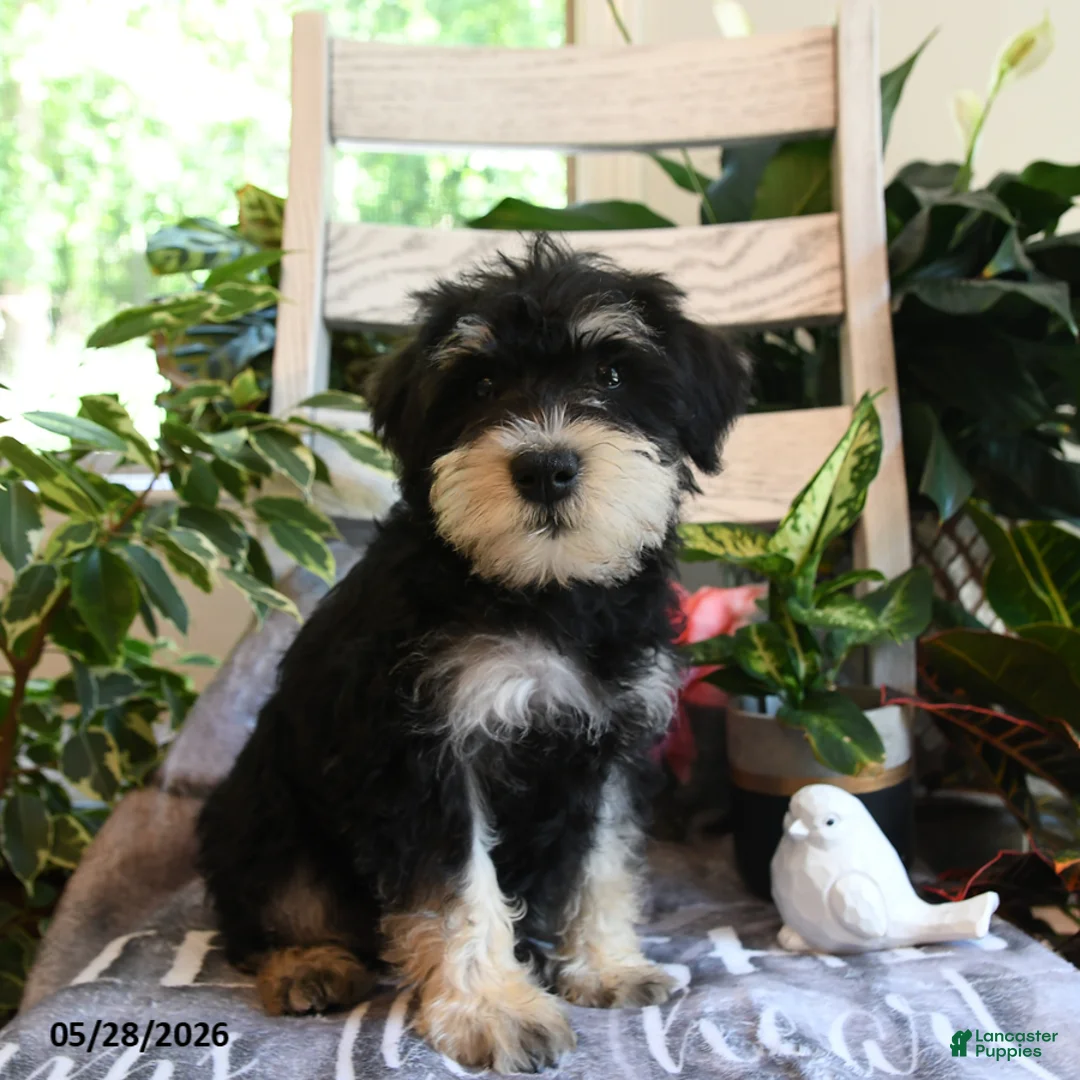 Miniature Schnauzer dogs for sale: Max - Ad 1