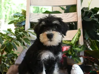 Miniature Schnauzer dogs for sale: Max - Ad 2