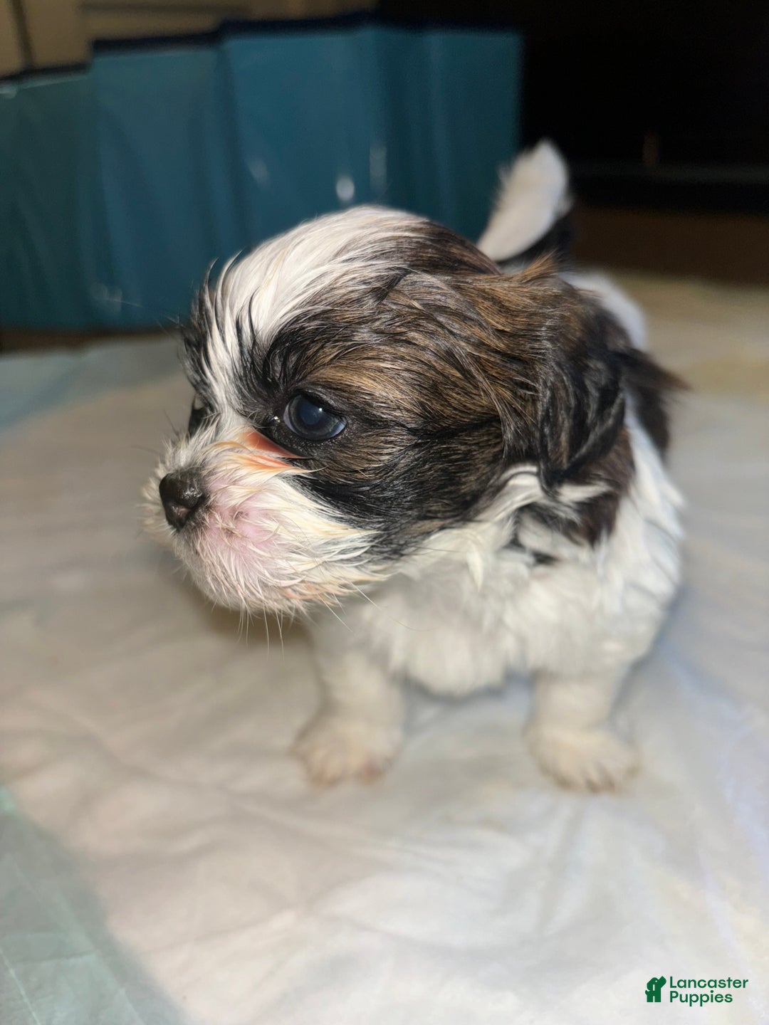Shihpoo dogs for sale: Shihpoo Puppy 1 - Ad 6