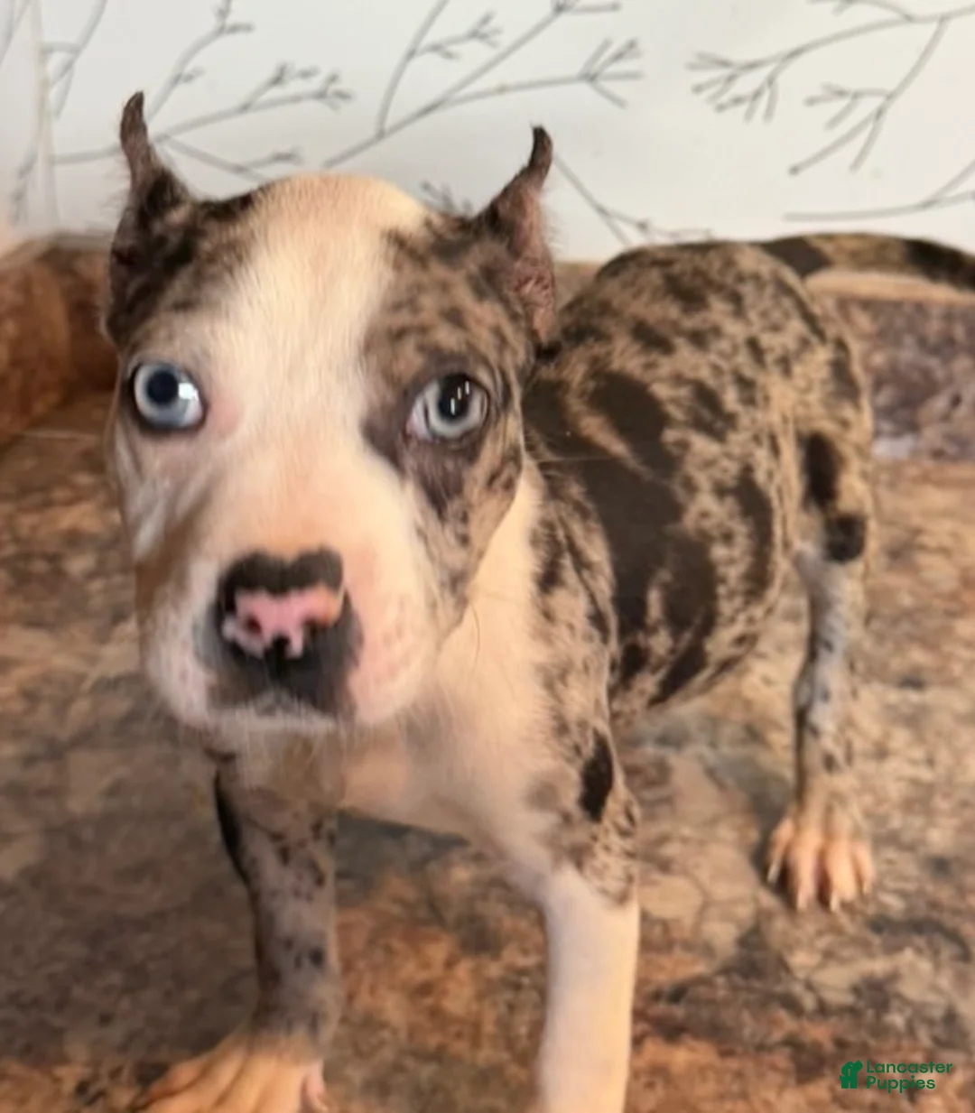 American Bully dogs for sale: Diamond  - Ad 3