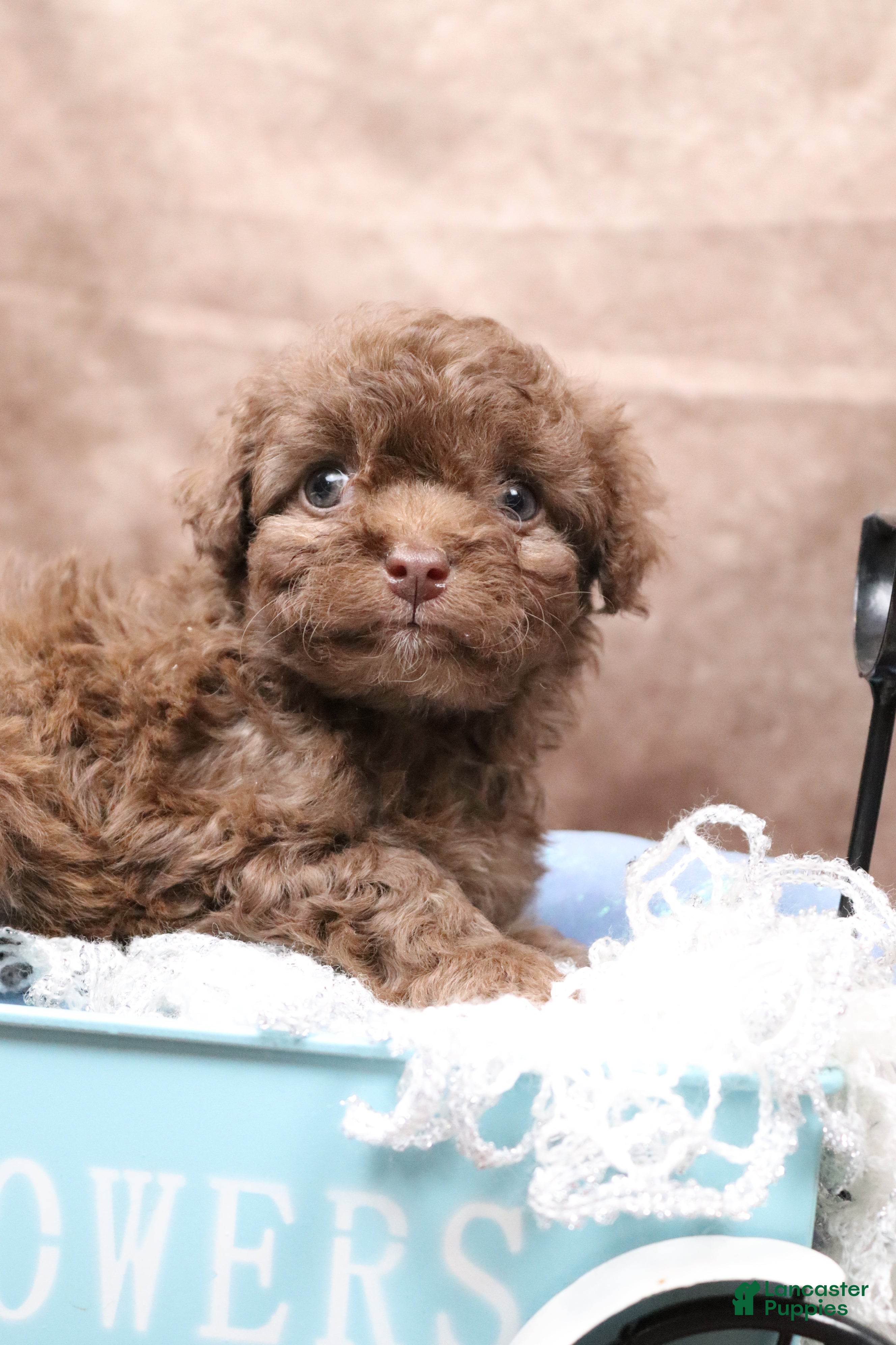 Cavapoo dogs Creamstick - Ad 1