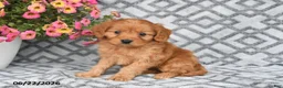 Cavapoo dogs for sale: Tanto - Ad 9