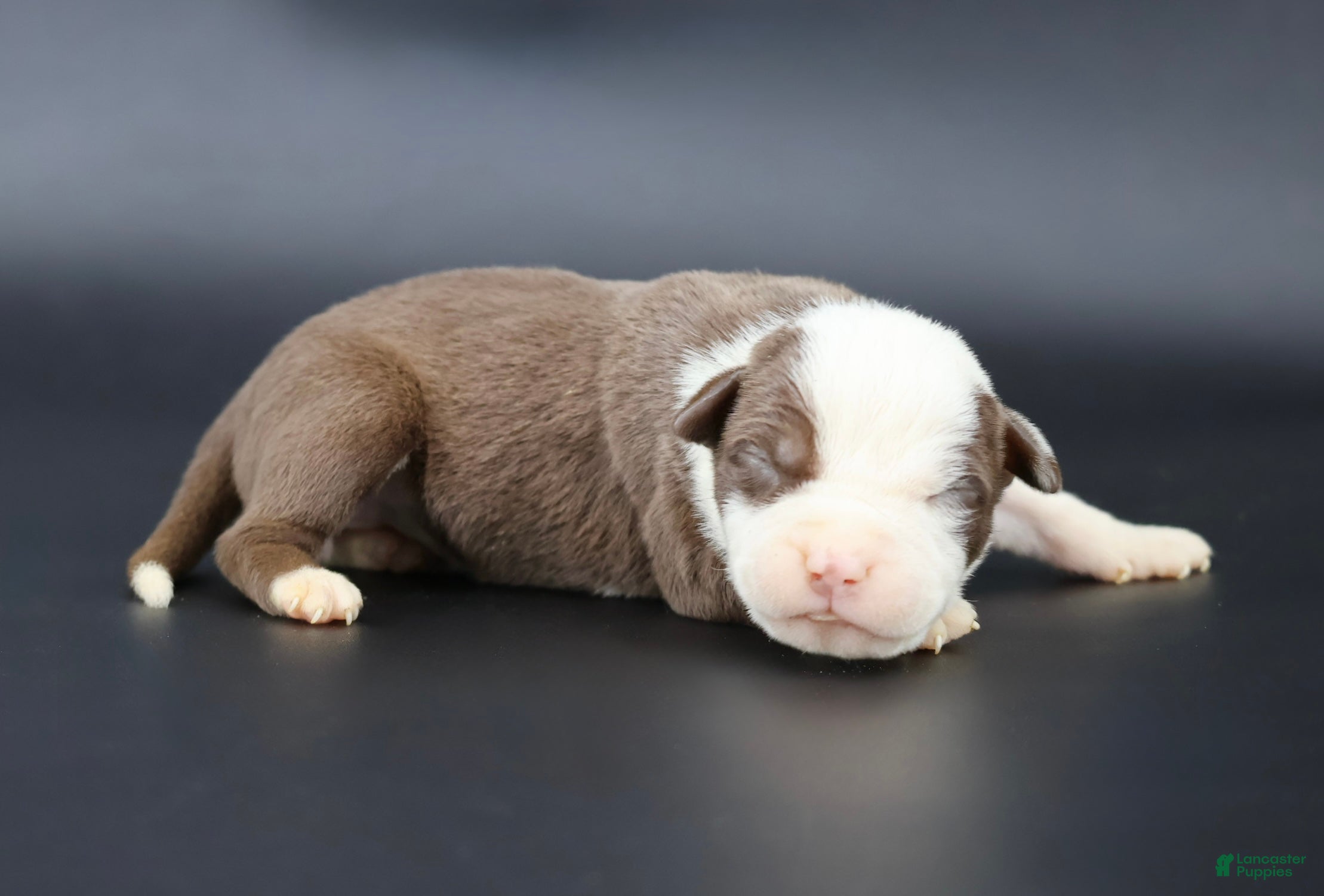 American Bully dogs Scarlet - Ad 42