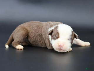 American Bully dogs Scarlet - Ad 42