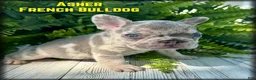 French Bulldog dogs for sale: Asher - Ad 1