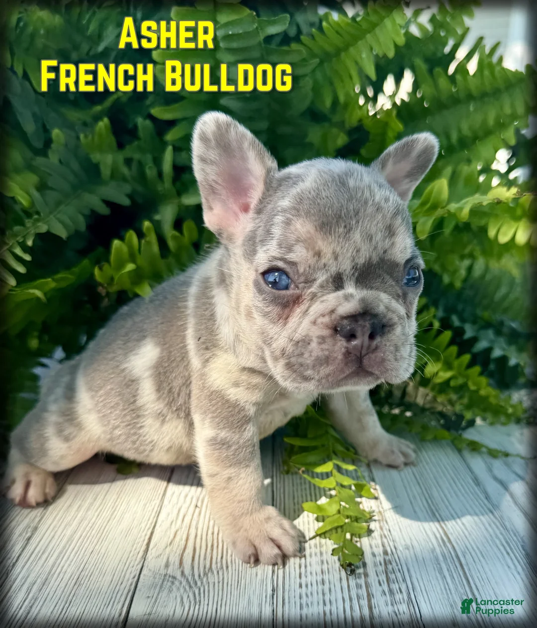 French Bulldog dogs for sale: Asher - Ad 1