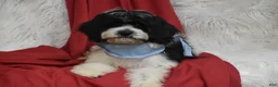 Cavachon dogs for sale: Cavachon 1 - Ad 2