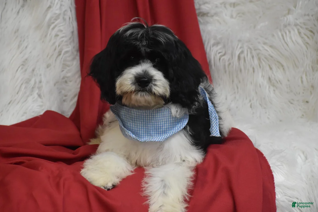 Cavachon dogs for sale: Cavachon 1 - Ad 2