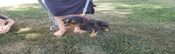 Cavalier King Charles Spaniel dogs for sale: Harper - Ad 4