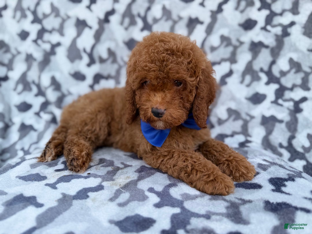 Cockapoo dogs for sale: Stocking - Ad 6