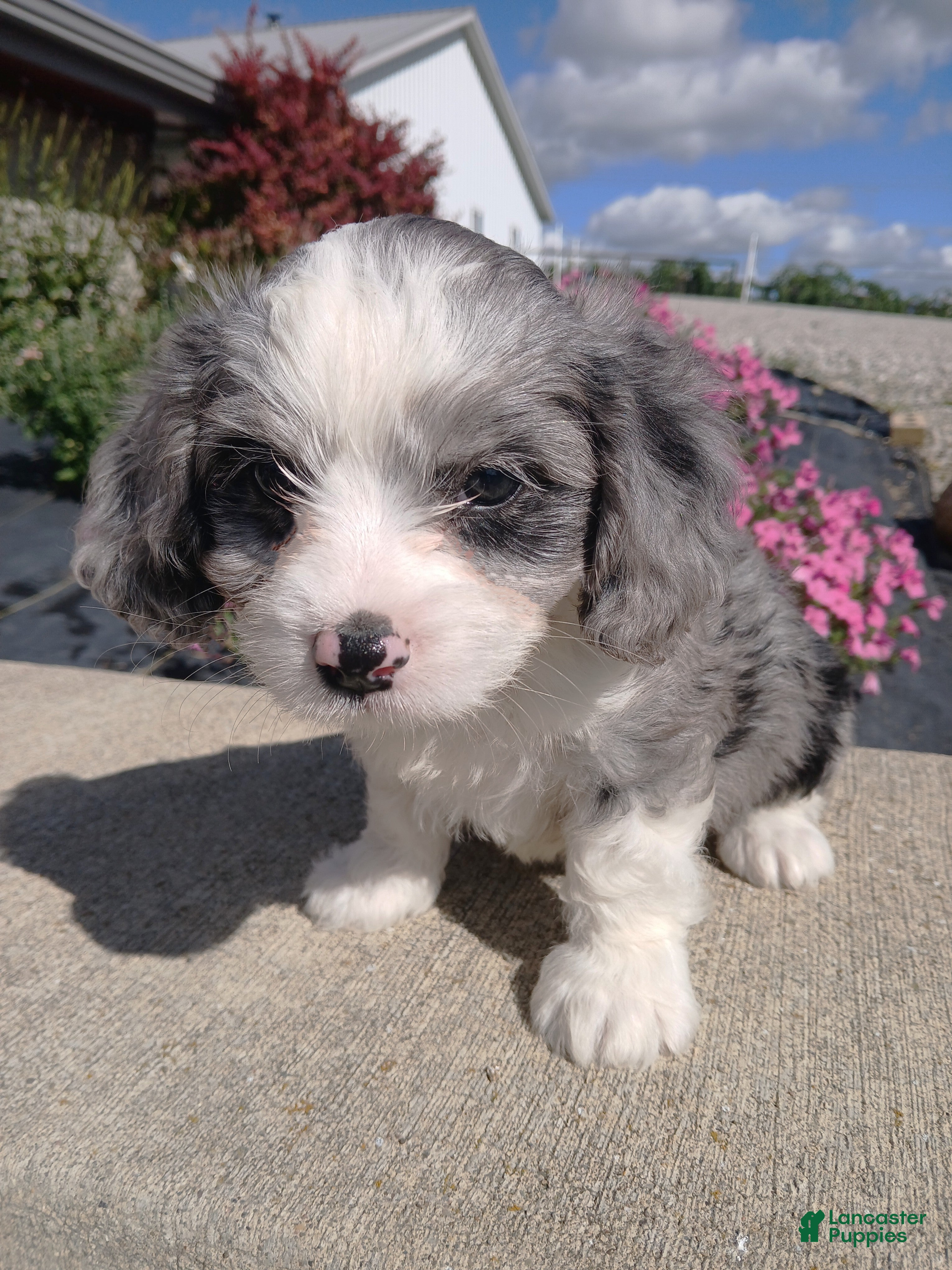 Cavapoo dogs Cavapoo 1 Ty - Ad 9