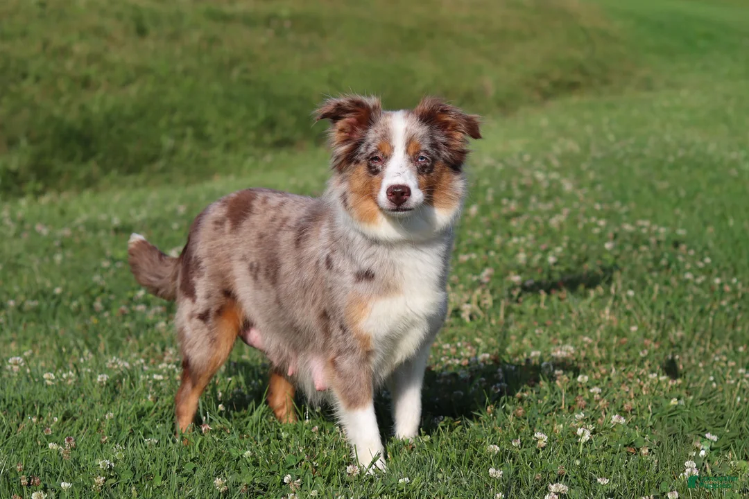 Toy Australian Shepherd dogs for sale: Thomas - Ad 10