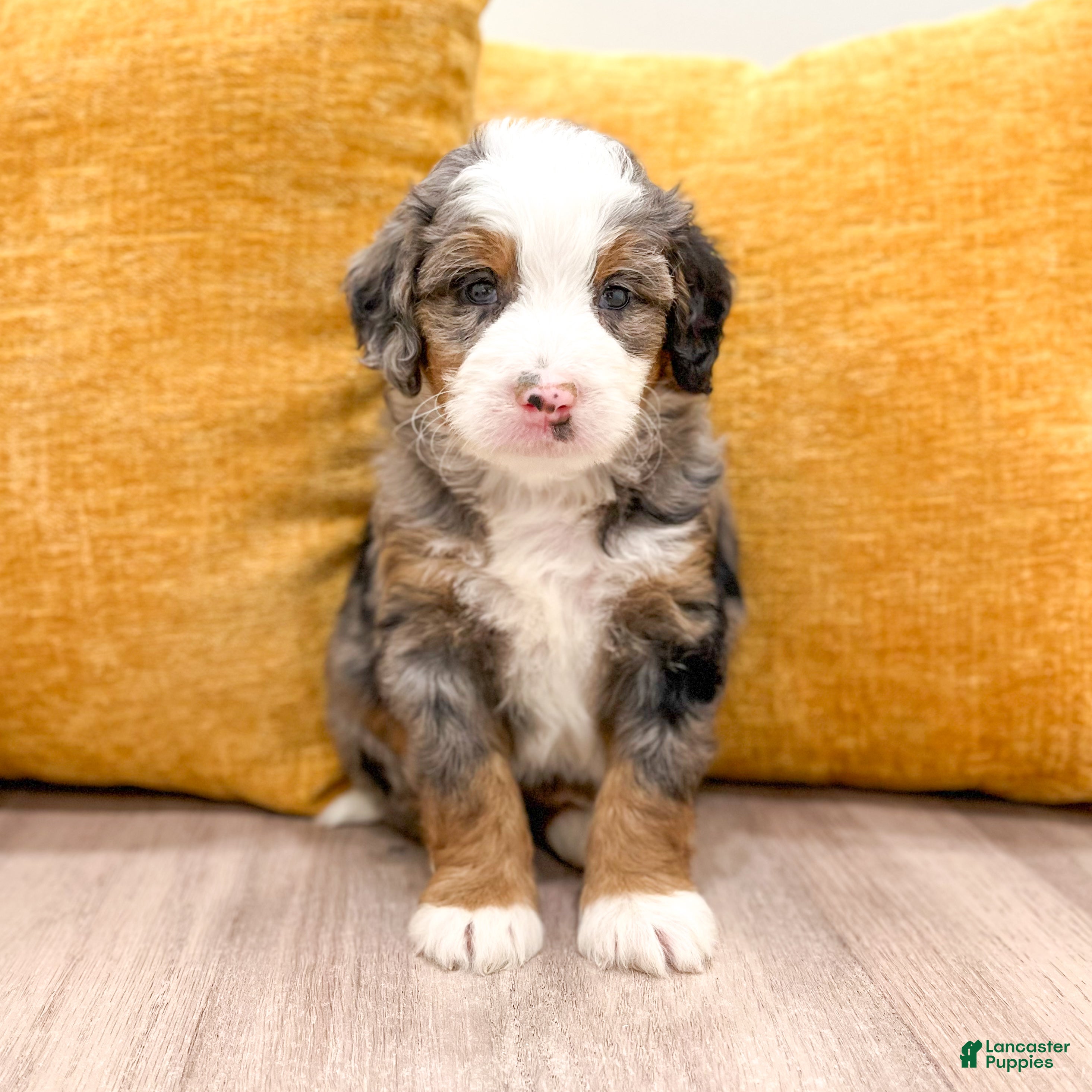 Mini Bernedoodle dogs for sale: Blaze - Ad 2