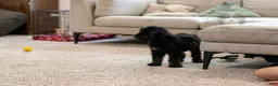 Bernedoodle dogs for sale: Olympic - Ready Now! - Ad 6