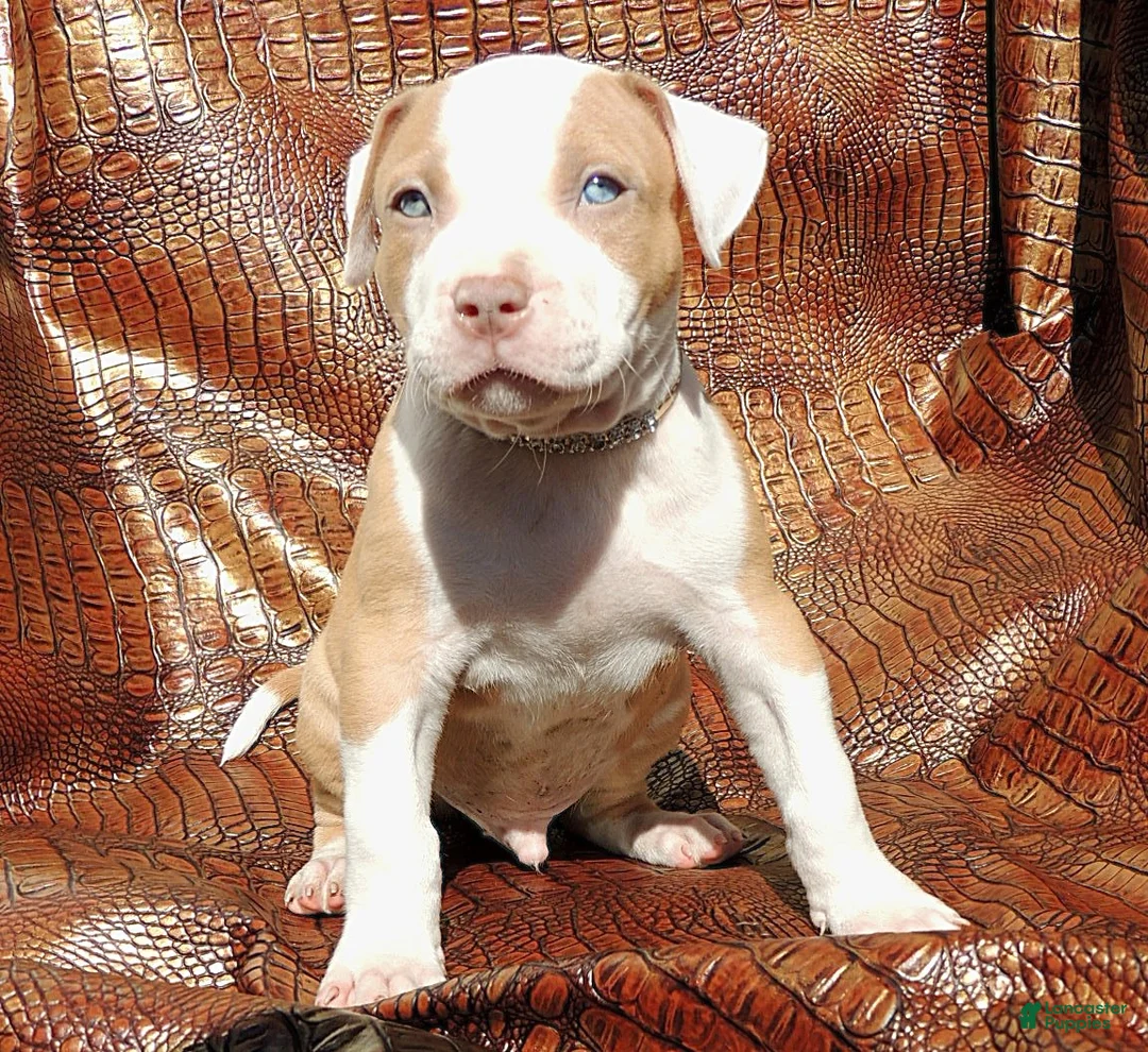 Mixed Breed dogs for sale: "SNOOP DOGG" - Ad 5