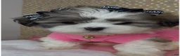 Malshi dogs for sale: Bella Monroe  - Ad 7