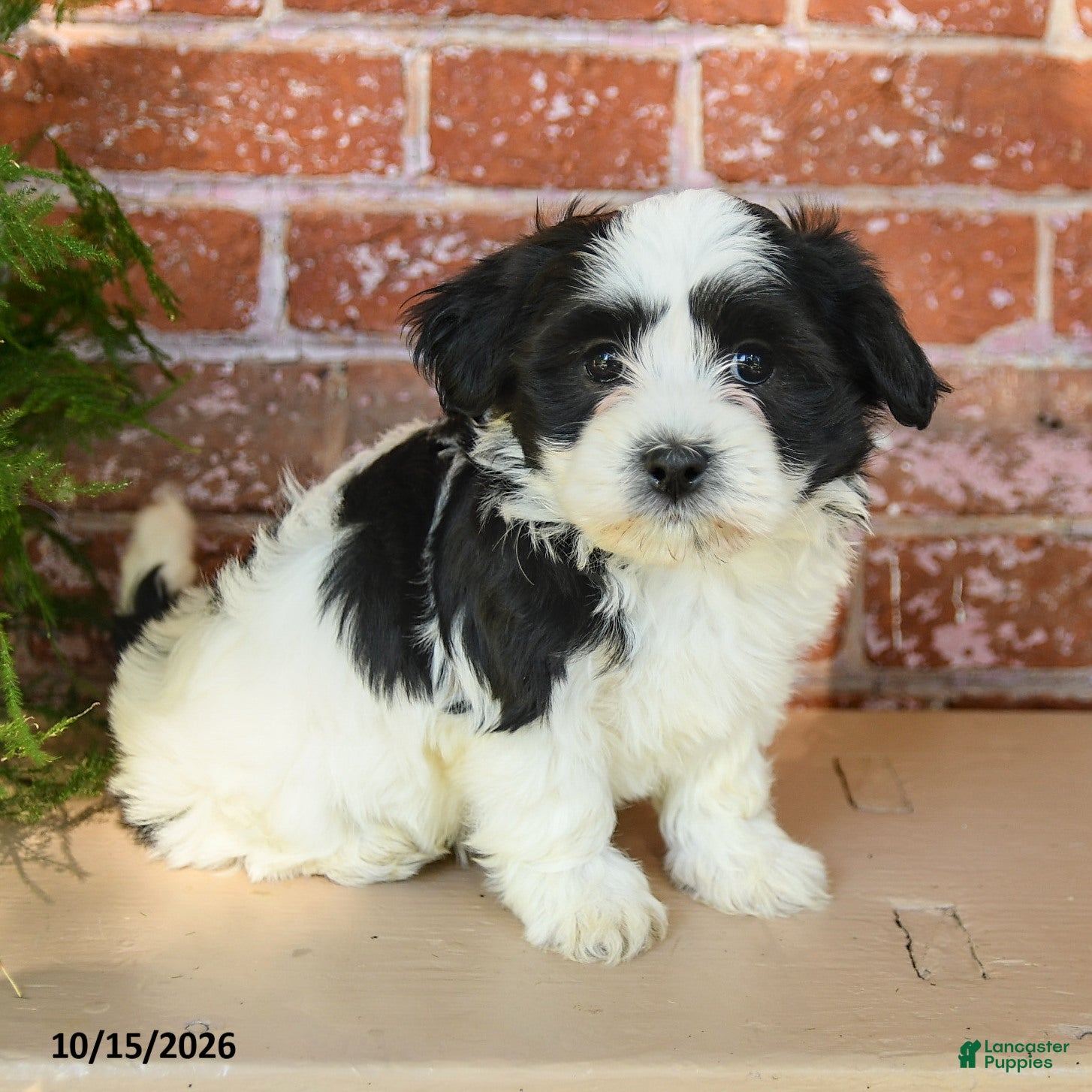 Havanese dogs Lilly - Ad 1