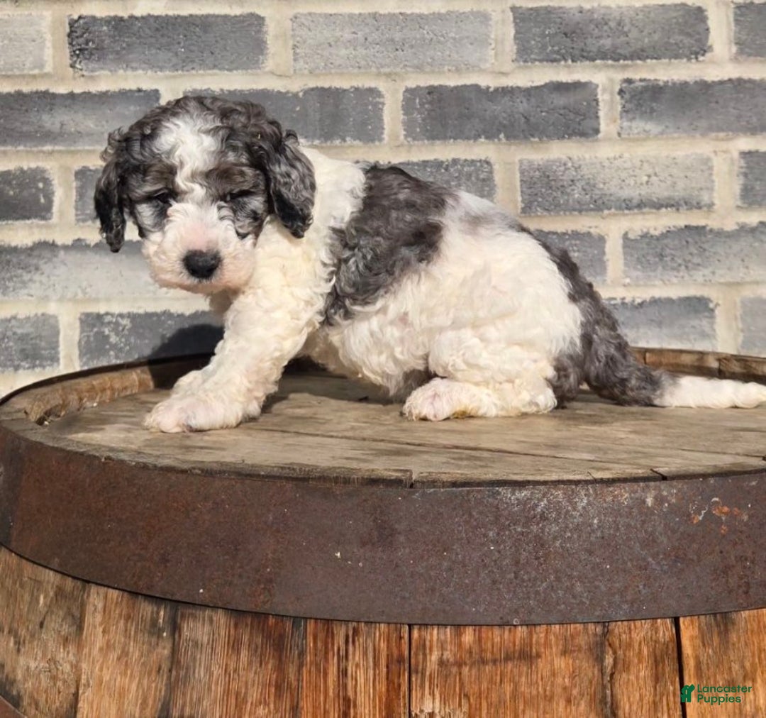 Mini Goldendoodle dogs for sale: Mia - Ad 7