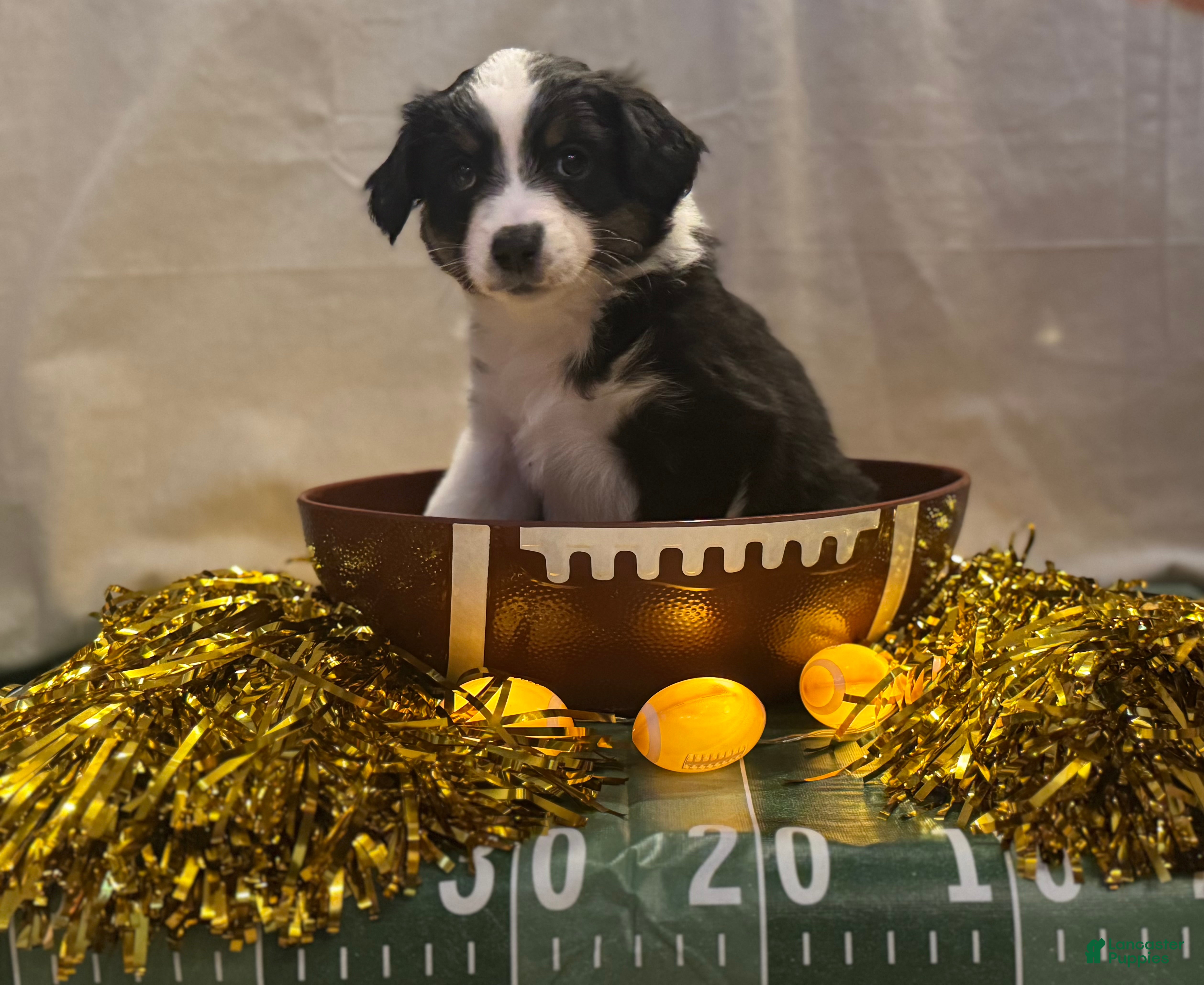 Miniature Australian Shepherd dogs Miniature Australian Shepherd 7 - Ad 2