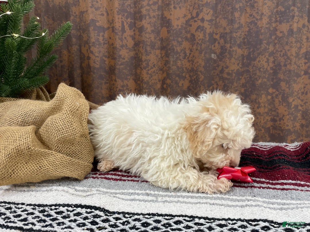 Miniature Poodle dogs for sale: Sheldon - Ad 6