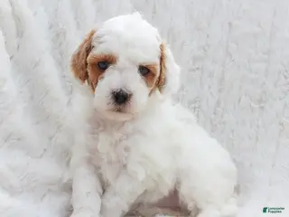 Mixed Breed dogs Skylar - Ad 27