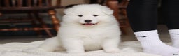 Samoyed dogs for sale: Hank - Ad 22