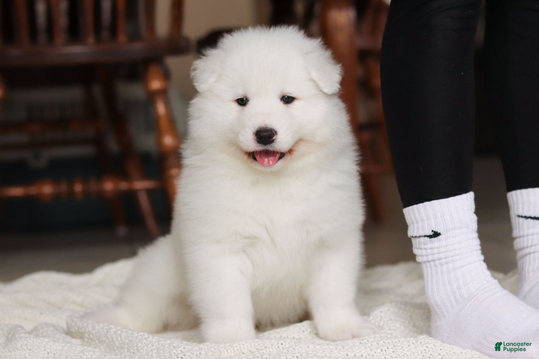 Samoyed dogs for sale: Hank - Ad 22