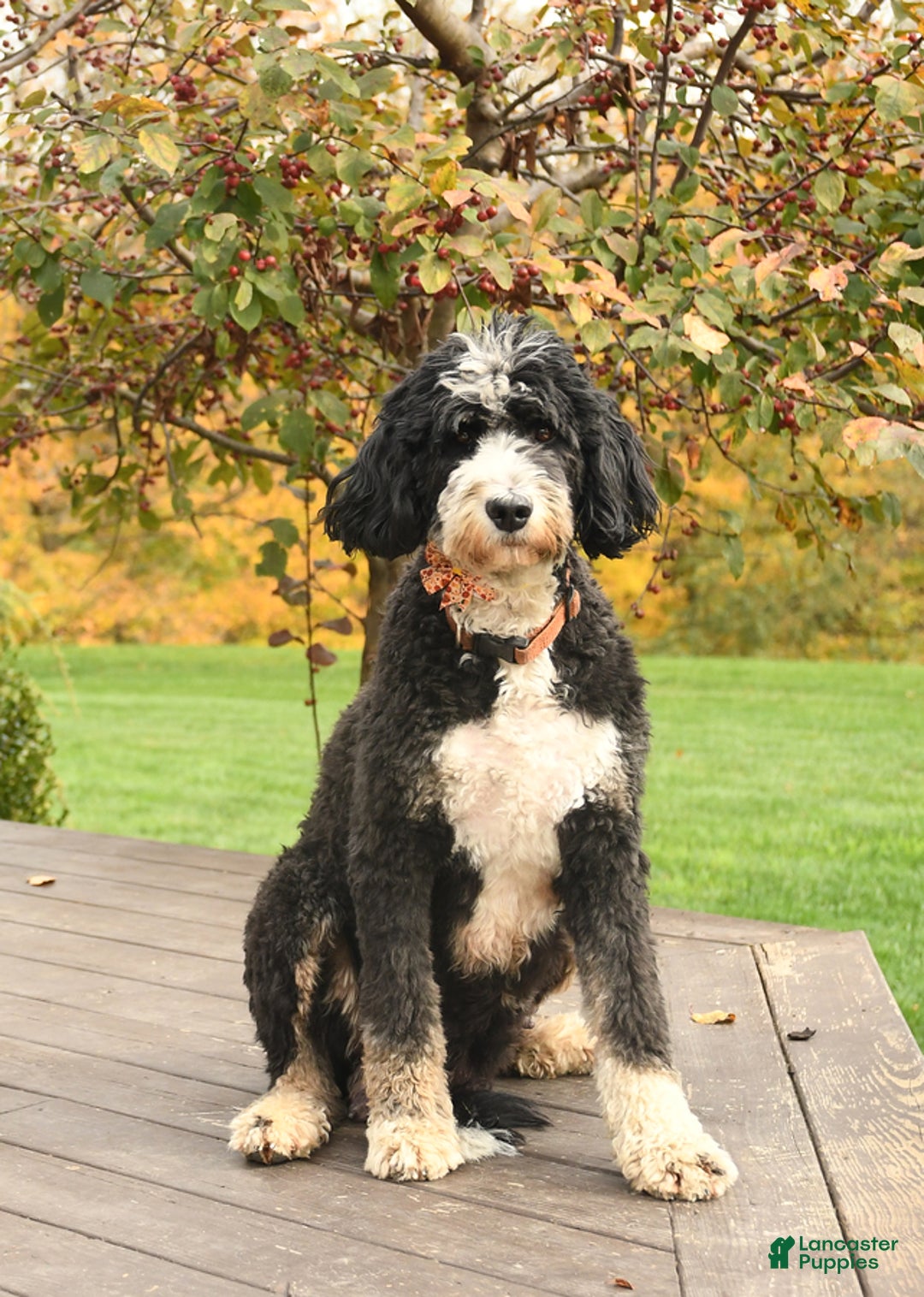 Bernedoodle dogs for sale: Simon - Ad 4