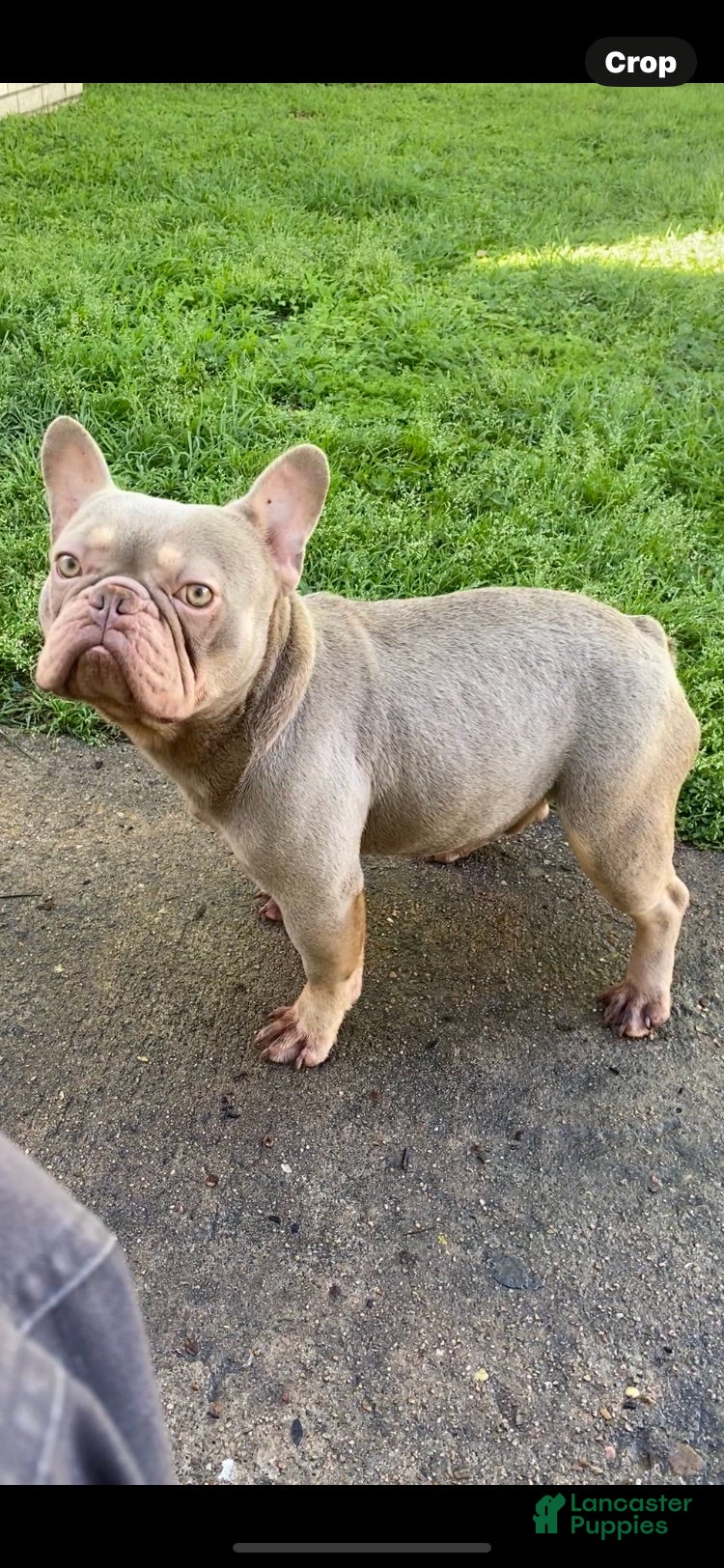 French Bulldog dogs King Cash - Ad 2